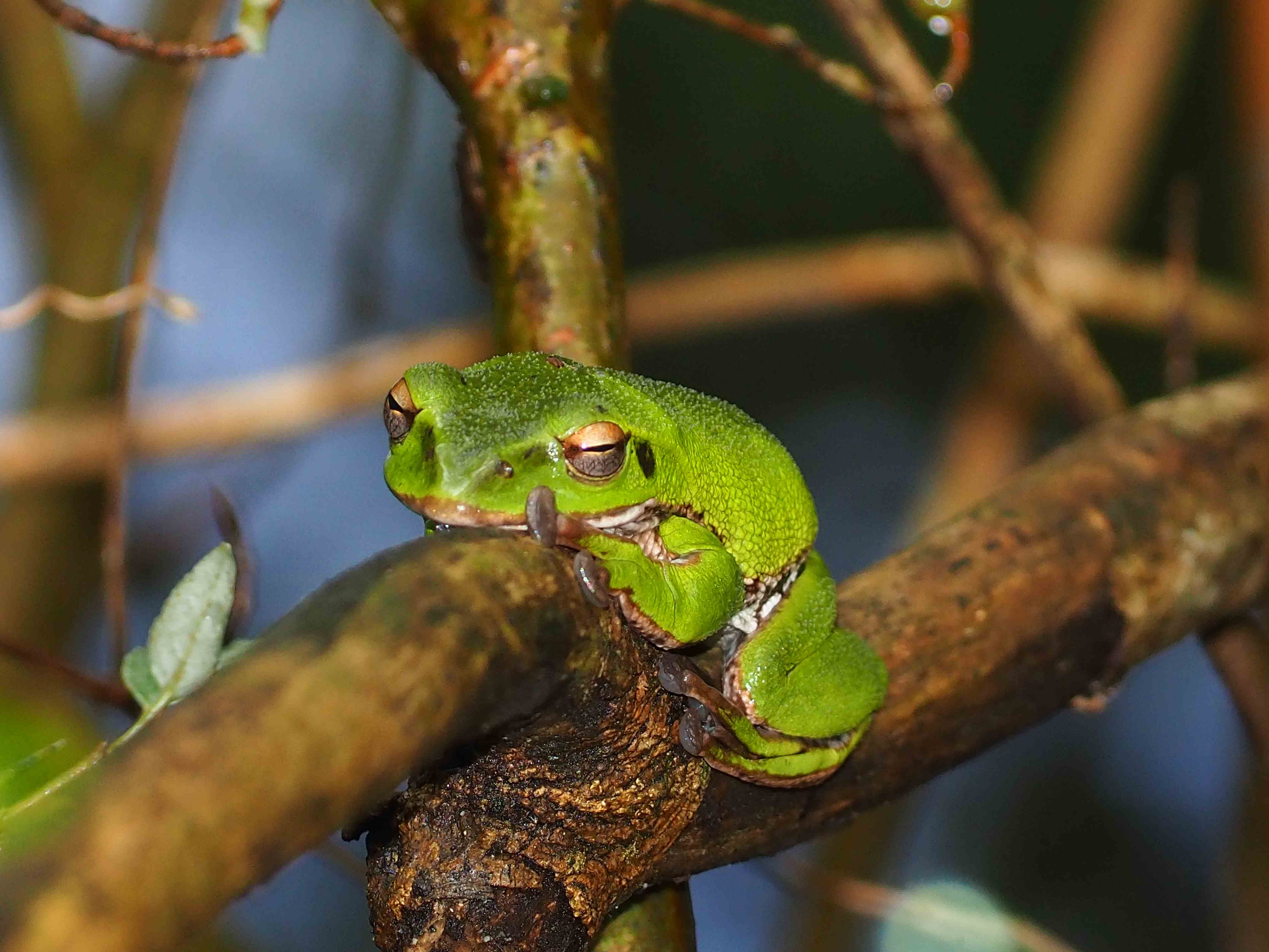 ぼうぼうどりの生物教室 | ぼうぼうどりの生物教室